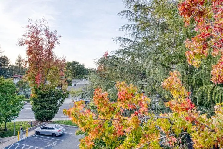 舊金山租房Palo Alto Place 706