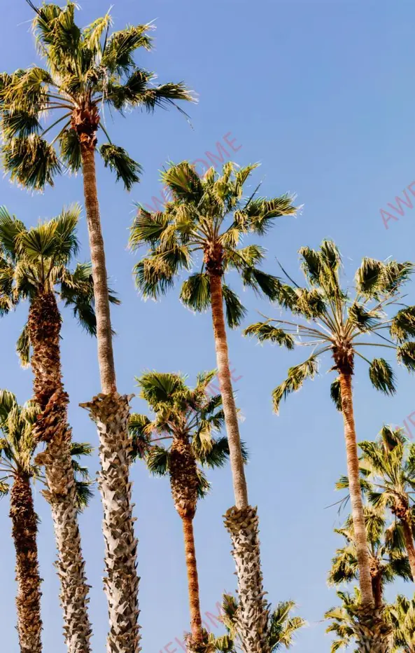 洛杉磯租房Found Santa Monica