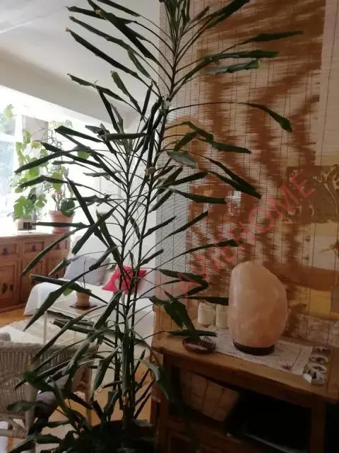馬德里租房apartment in Mirador Austrias (Latina)
