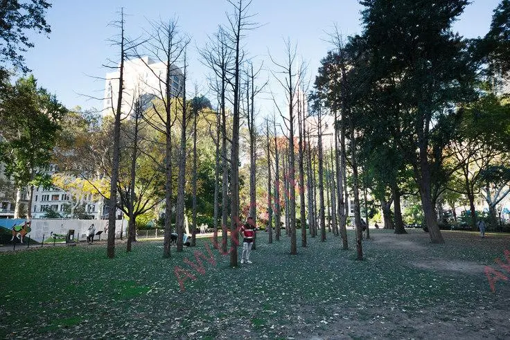 紐約租房The Caledonia 2046