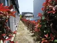 Saga Rentalsleopalace Balloon 2