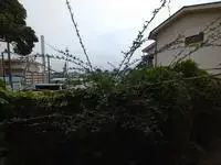 Tokyo Rentalsleopalace DEAREST