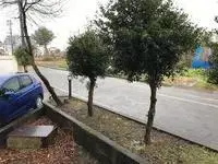 nagaoka city Rentalsleopalace Sara