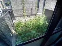 honjoCelebrities Rentals[Celebrities]leopalace Luce