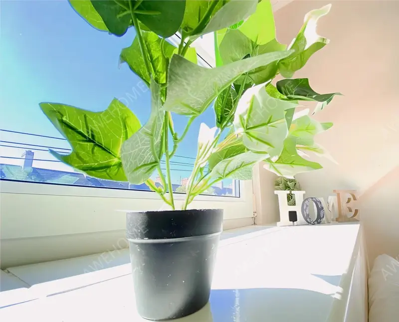 Cork Rentals19 Tower Street