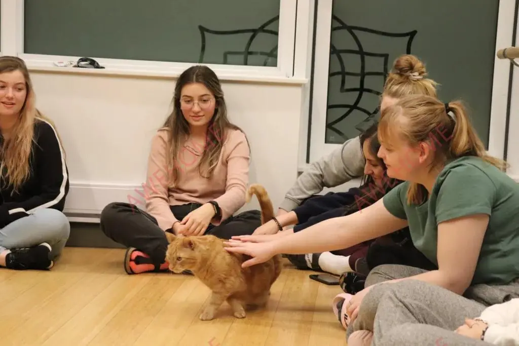 多伦多租房HOEM-All-Inclusive Student Housing