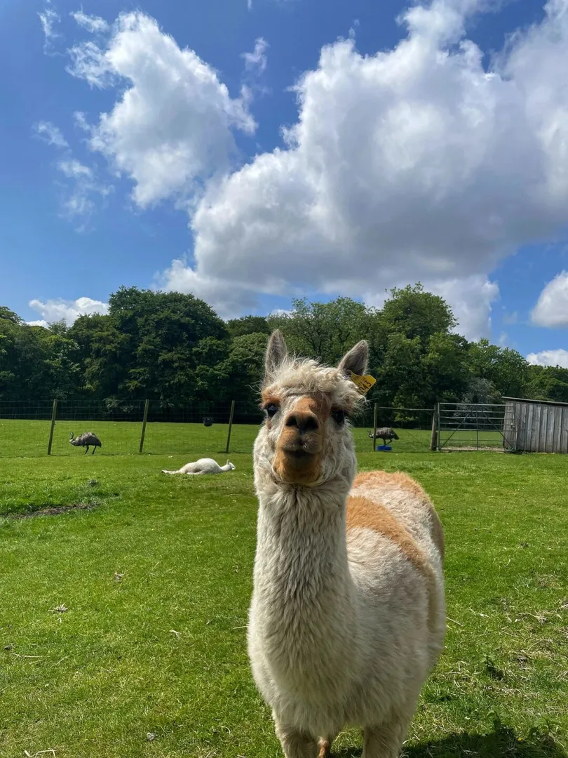 曼城Farm农场一日游 🐄🦙🐏🐇