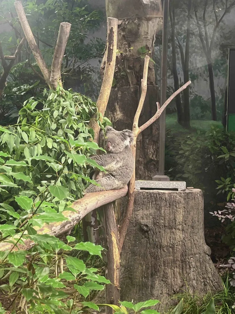 🇦🇺原来你是这样的考拉🐨