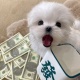 雪梨租房難？不存在的！8月好房上新啦❗️