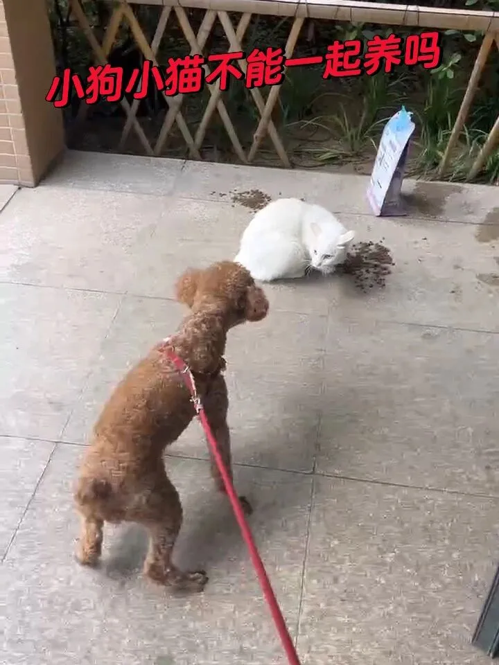 狗狗和貓咪🐱可以一起養嗎，第一次經歷❗