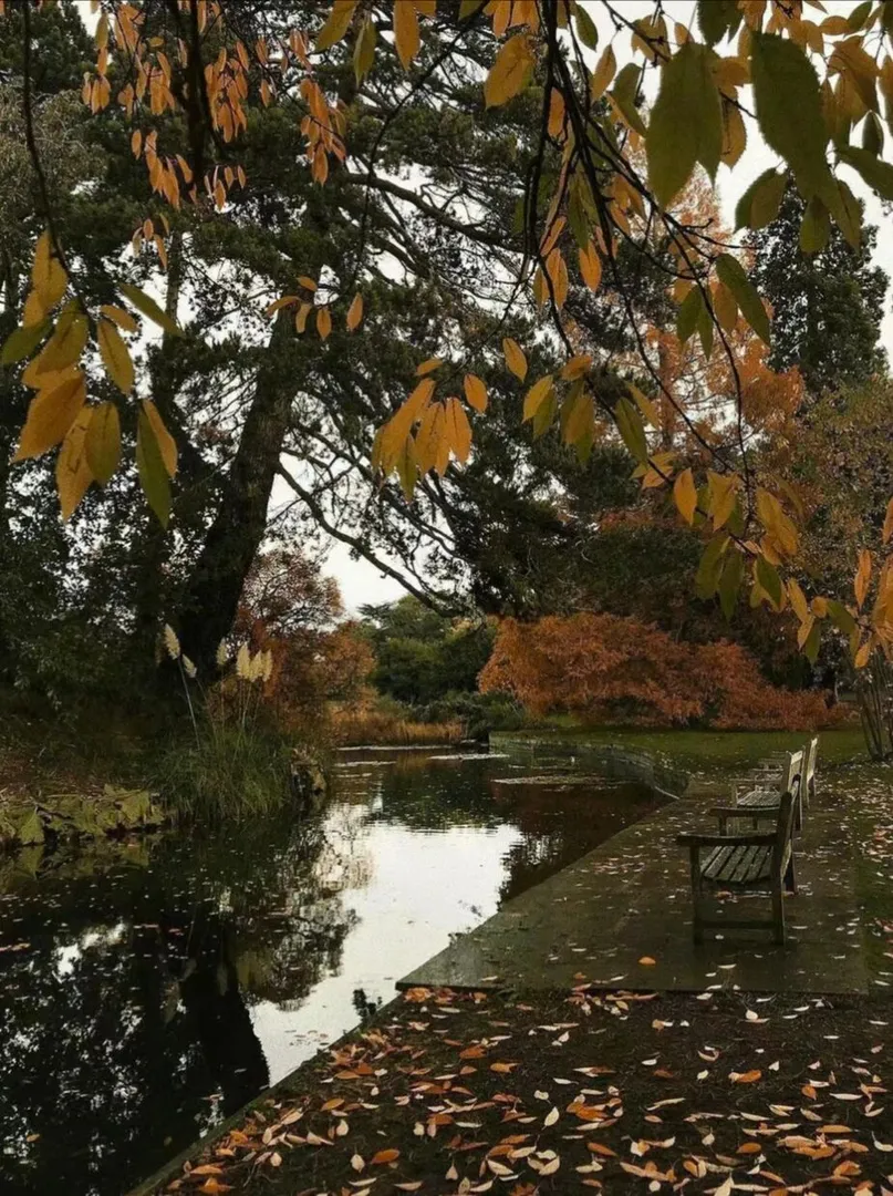 英国,英国雨天☔️,英国的秋天,英国留学