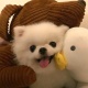 雪梨省錢小妙招 我不允許還有人不知道❗️