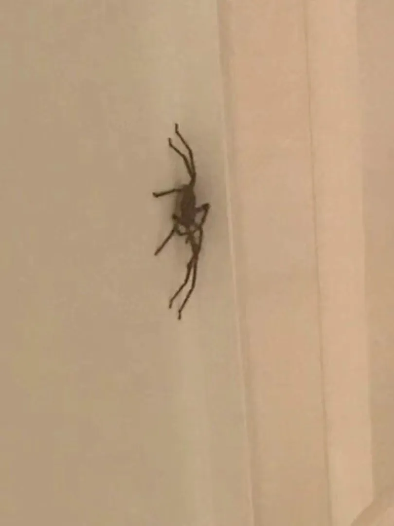 🇦🇺這就是土澳嘛😭