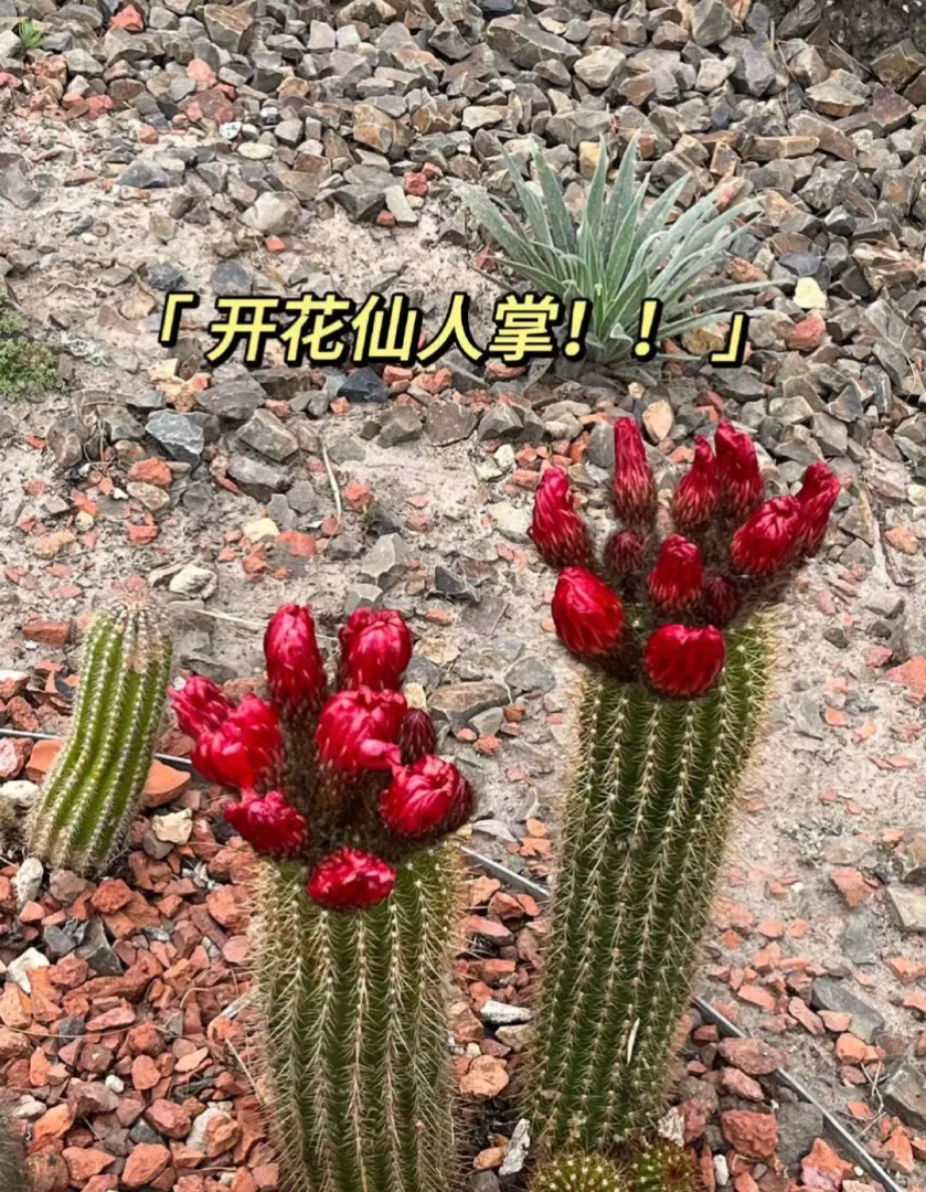 皇家植物园来啦