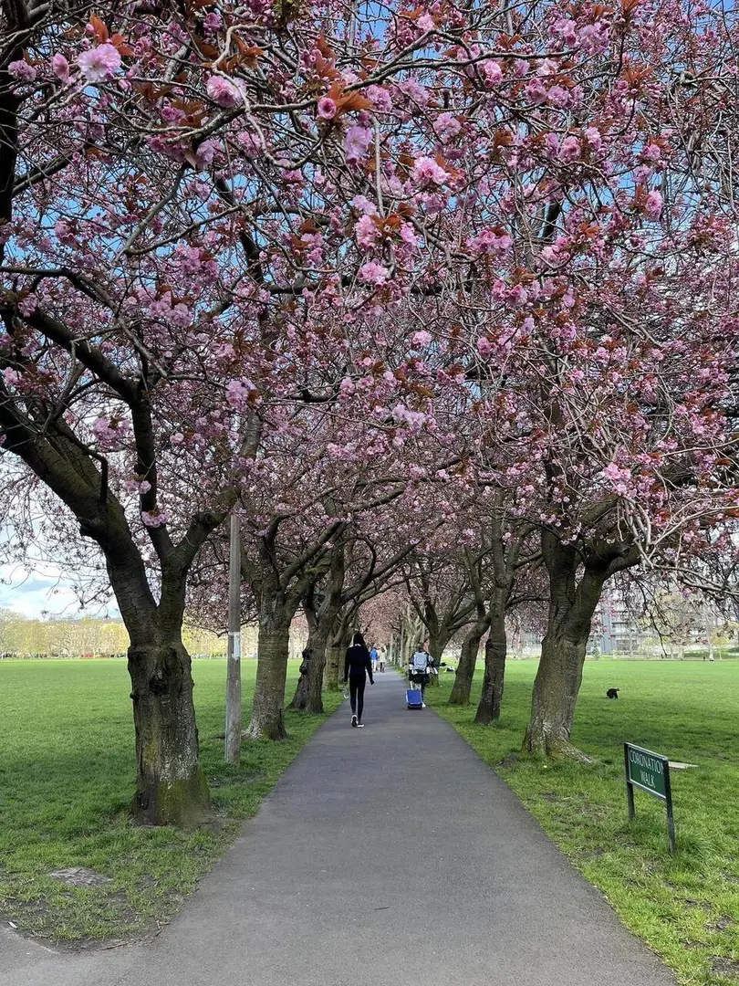 The weather has been great recently, and the cherry blossoms in Meadows are blooming beautifully. 🌸