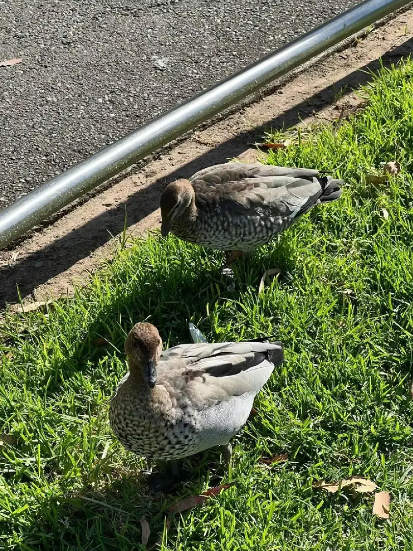 倫敦🇬🇧life｜街頭隨處可見的浪漫
