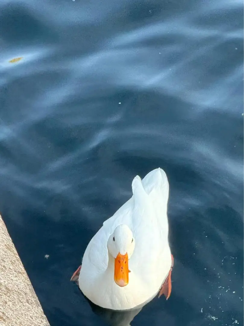 这样的景色很难不爱💕