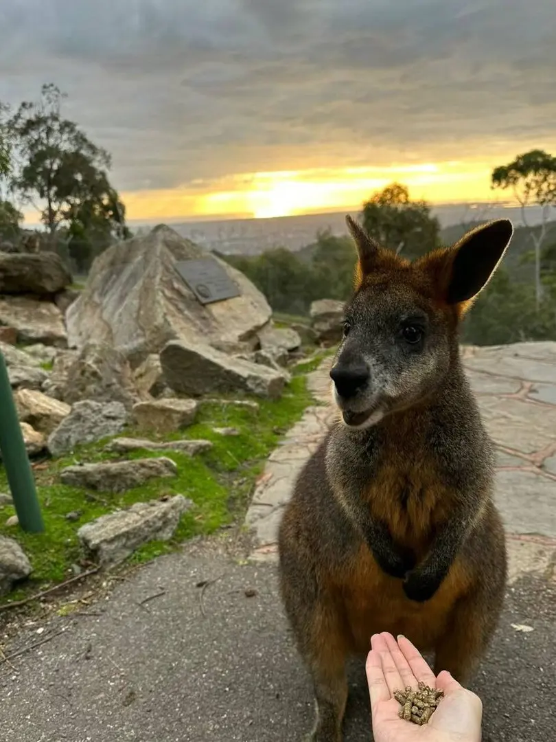 澳洲🇦🇺可真美啊🥰「人間天堂」☁️