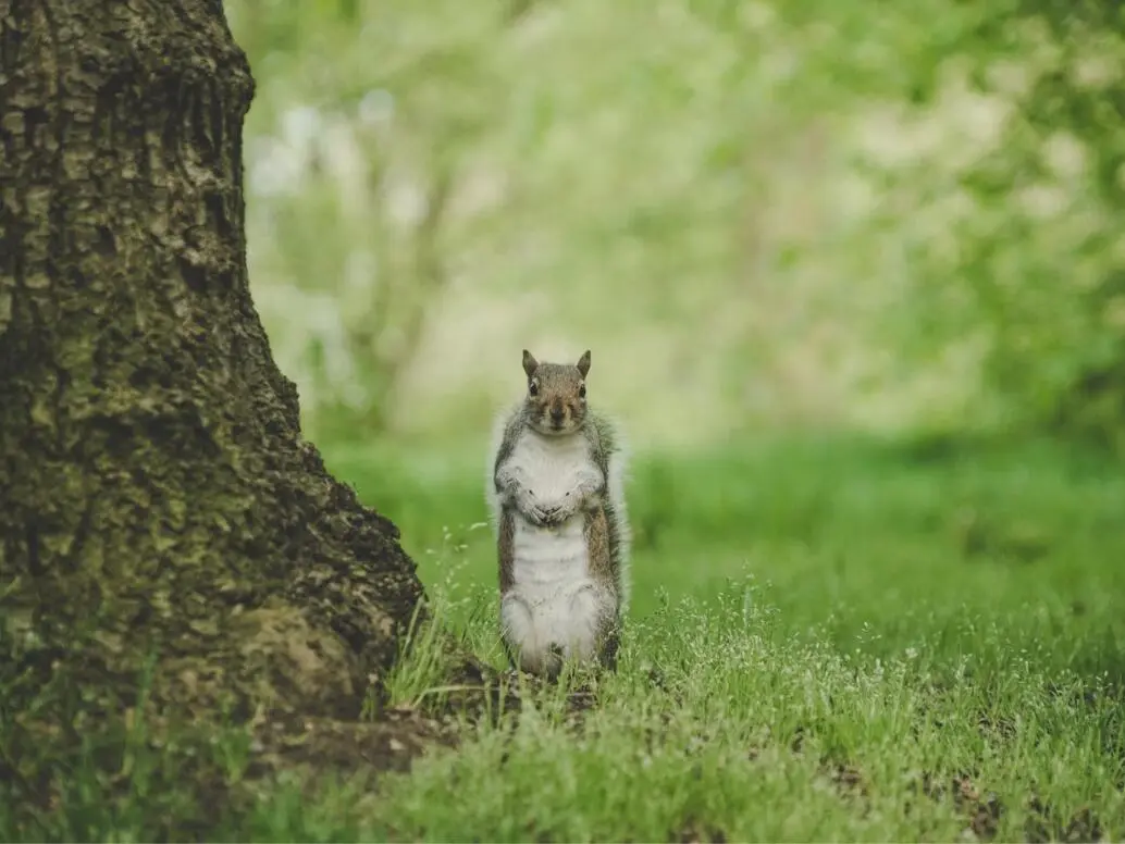 🇬🇧伦敦海德公园｜🦢和🐿️真可爱