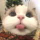幫悉大同學囀一下~