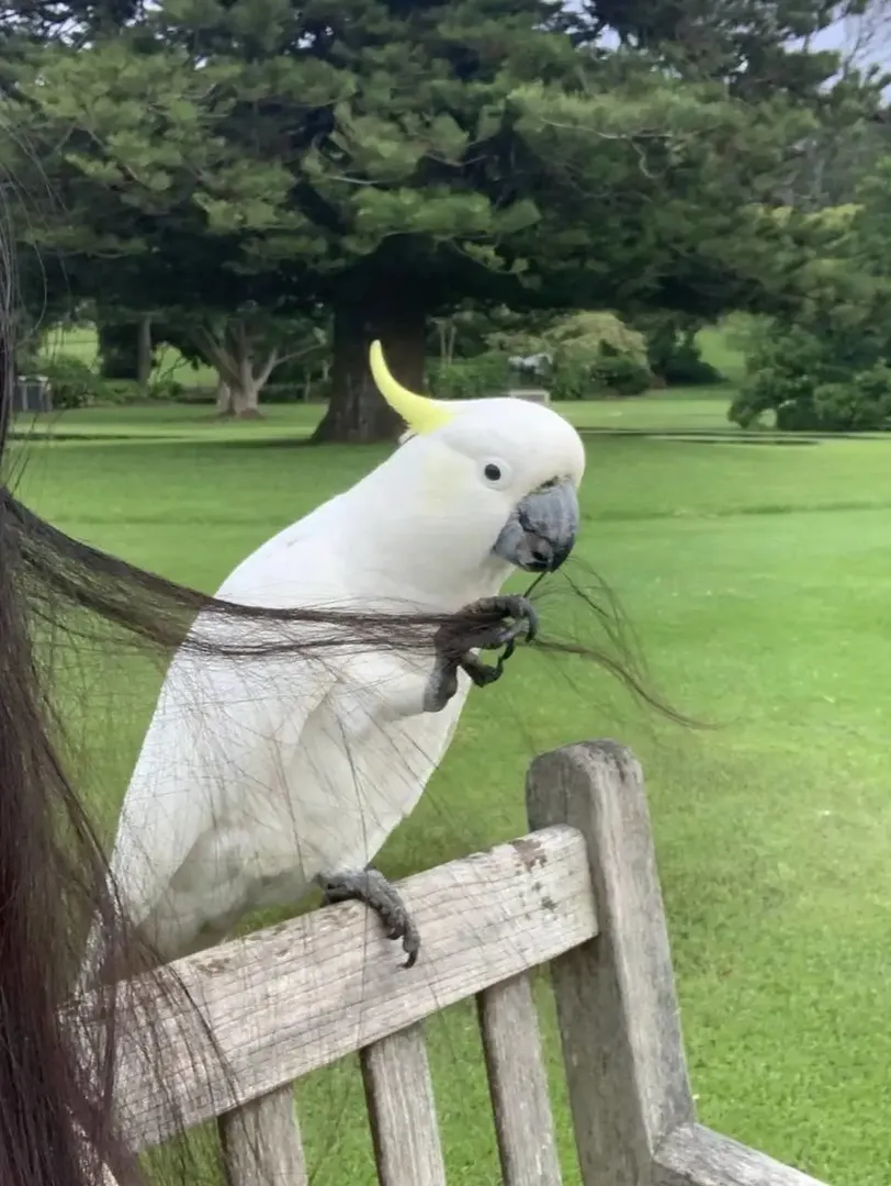 在澳洲見到了很多稀奇的動物