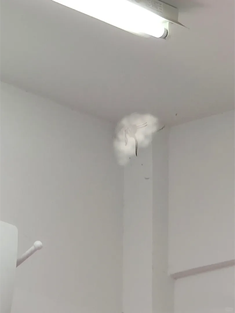 澳洲的🕷️能長到多大！