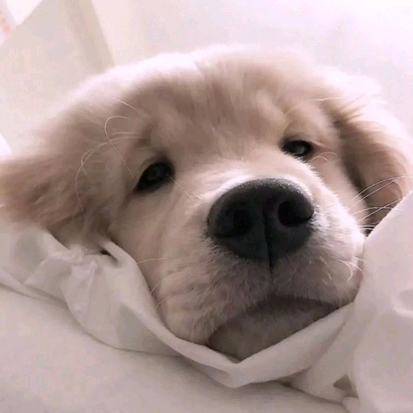 貓本這種的還有嗎 