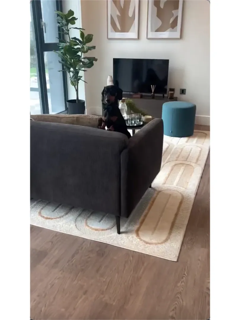 曼城pet friendly的1️⃣🅱️找個鄰居
