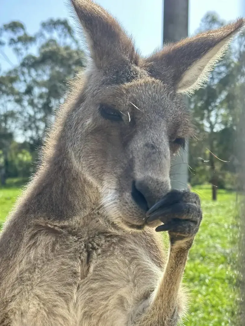 在澳洲見到了很多稀奇的動物