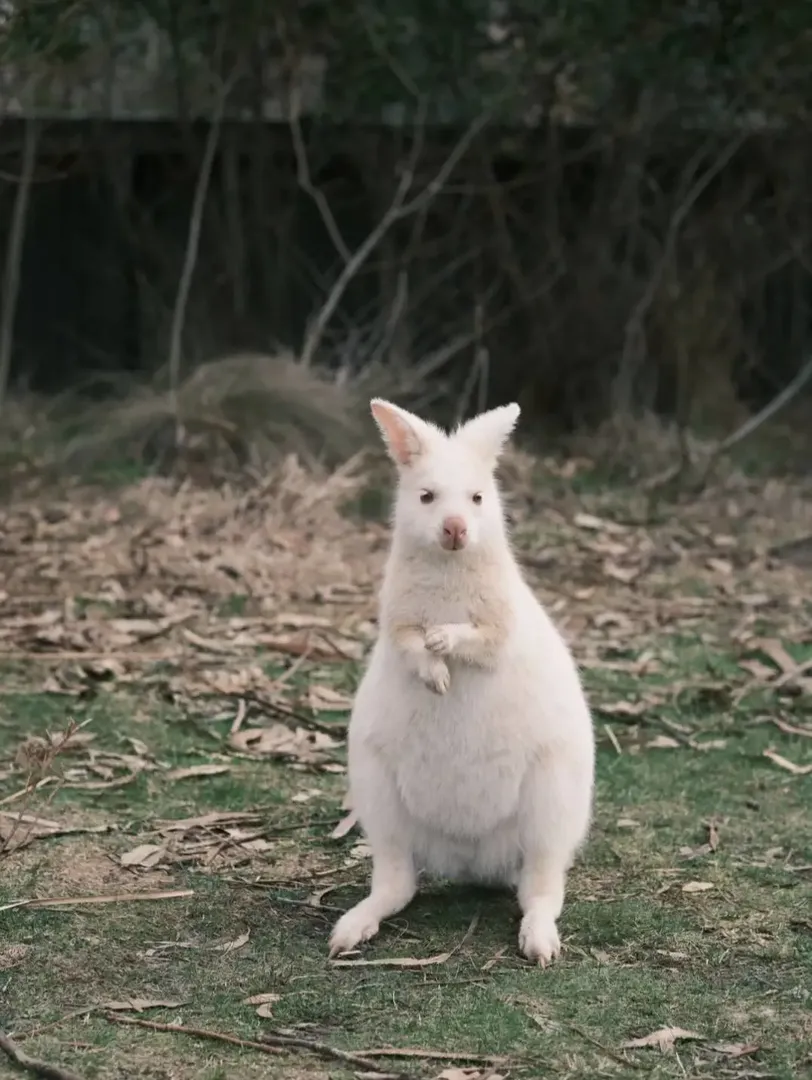 在澳洲見到了很多稀奇的動物
