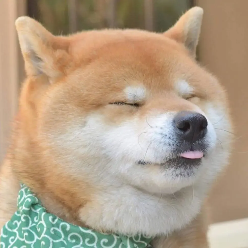 上人！上人！貓本的uu們