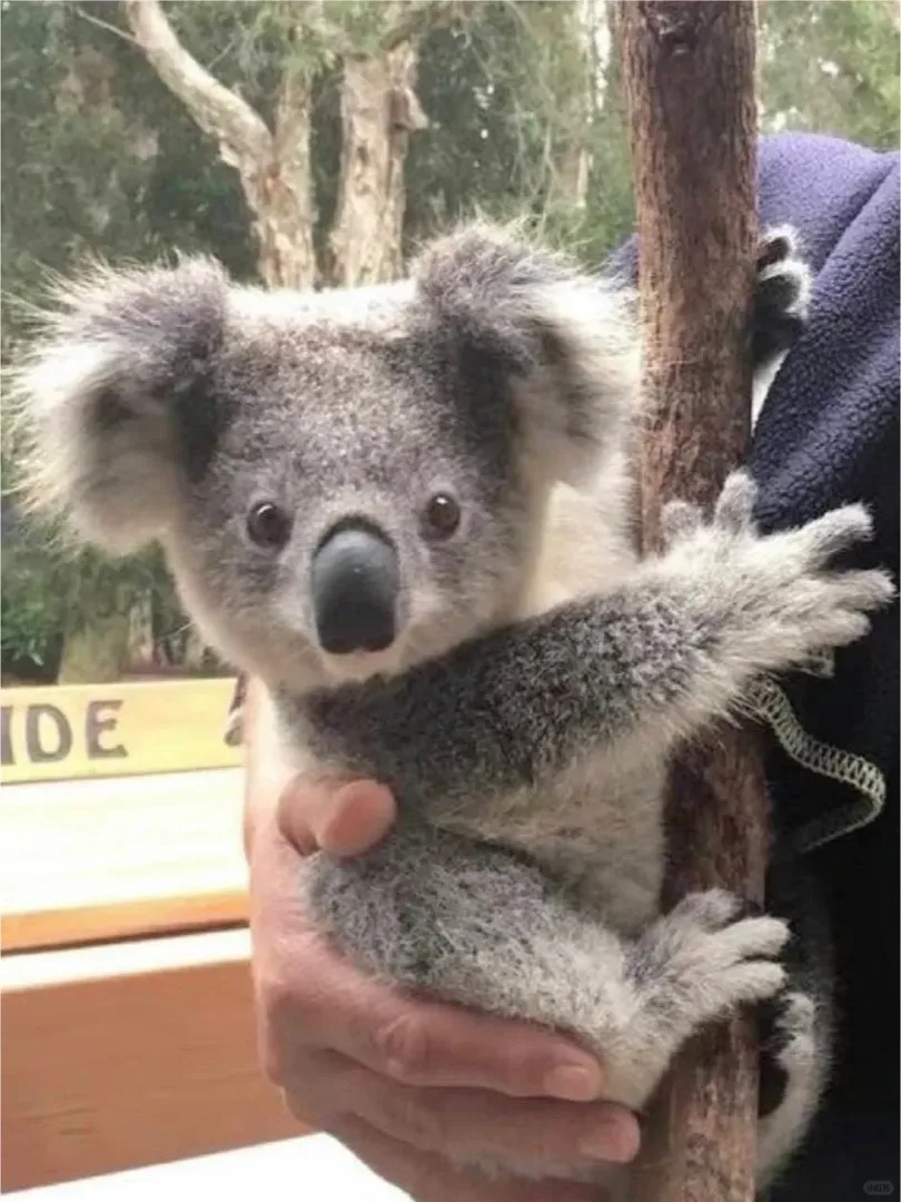 在澳洲見到了很多稀奇的動物