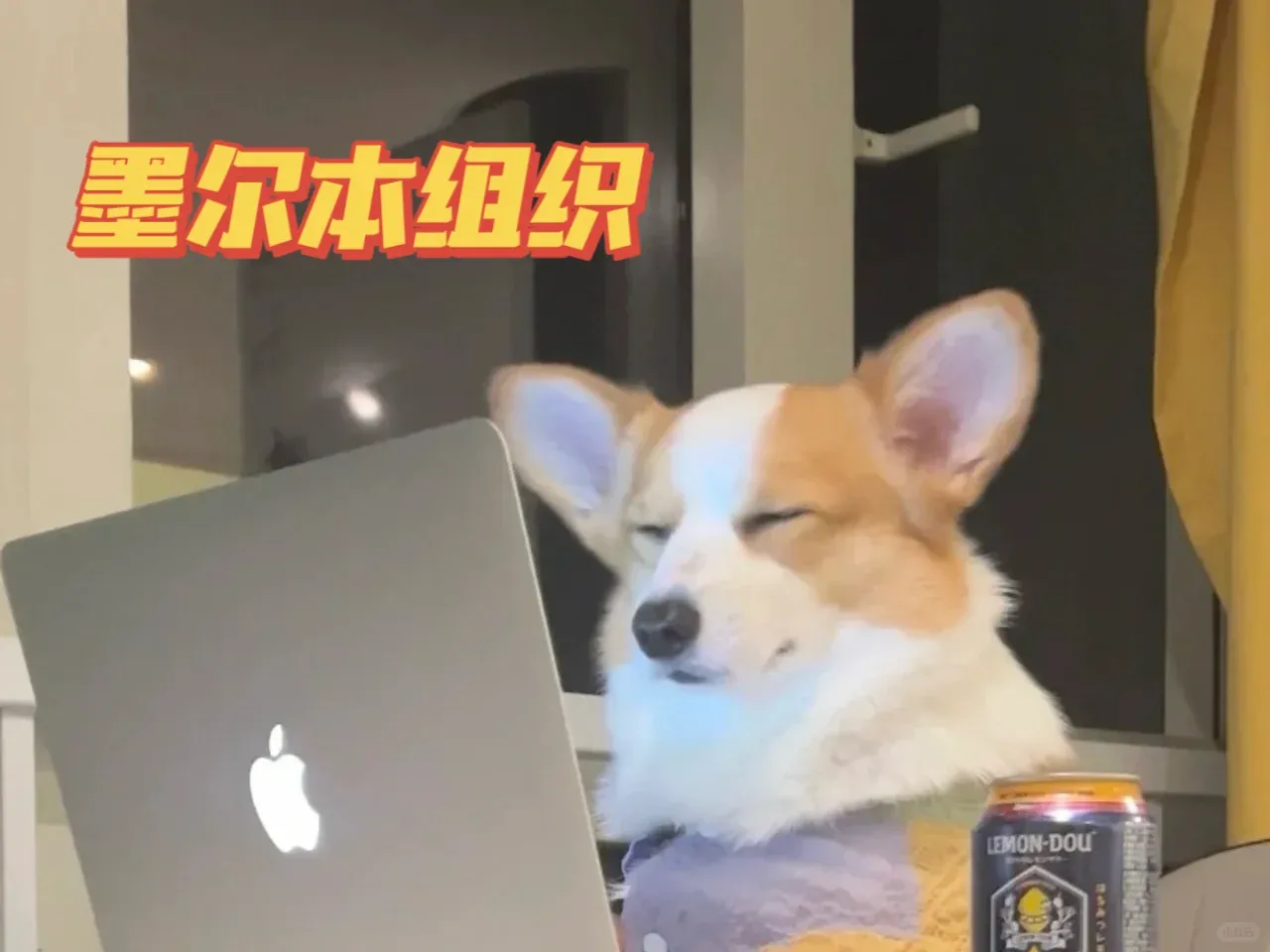 墨爾本找到明年的組織是個什麼體驗