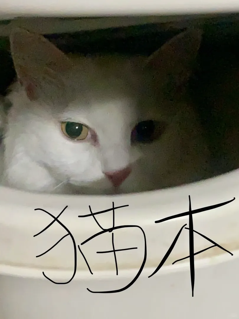 貓本i人新留子都怎麼交友啊🥲