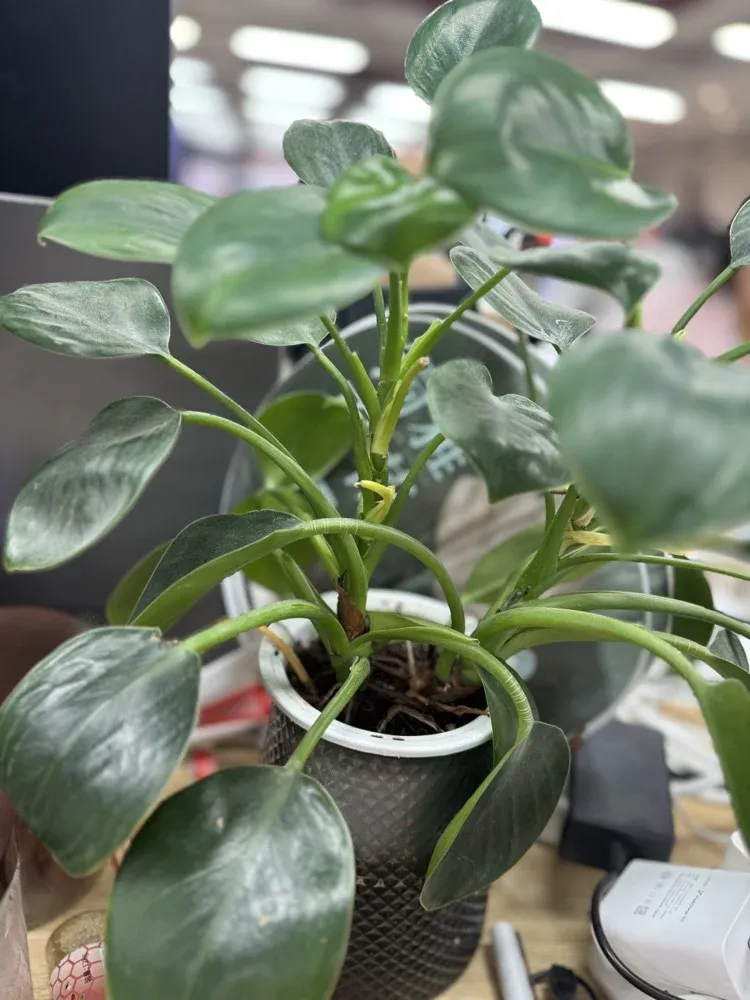 我的幸運樹，怎麼還不靈？