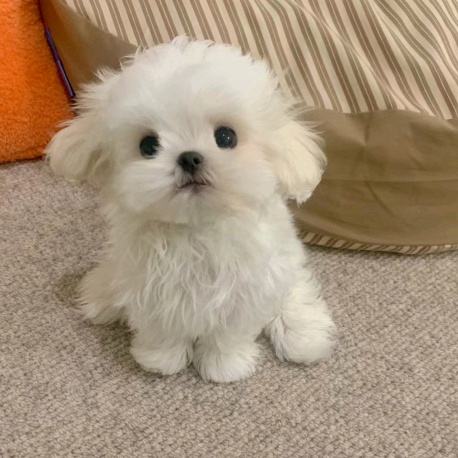 咱就是說布里斯班還帶㊗️這個