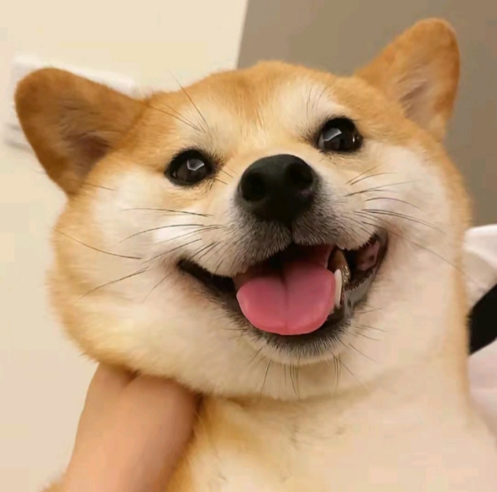 真不想離開我usyd的小窩😭