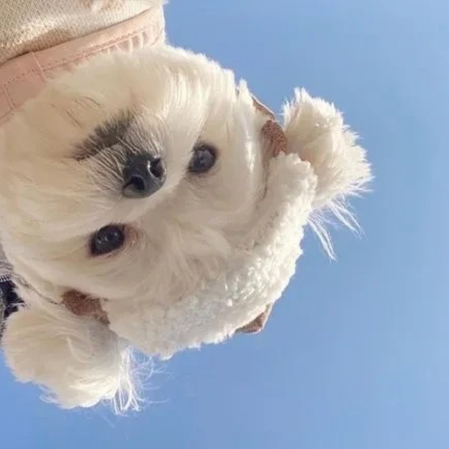 雪梨留子回國｜幫usyd學妹轉租一套2室🐨