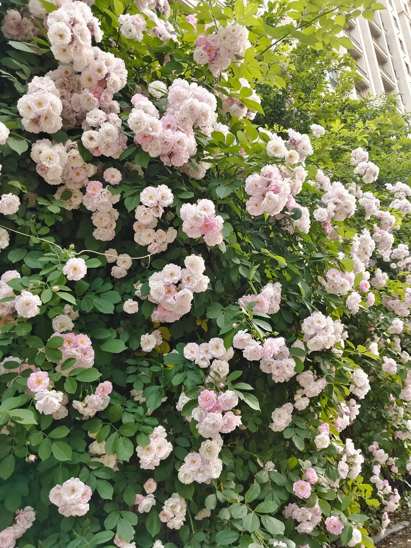 春天的花，秋天還在嗎？