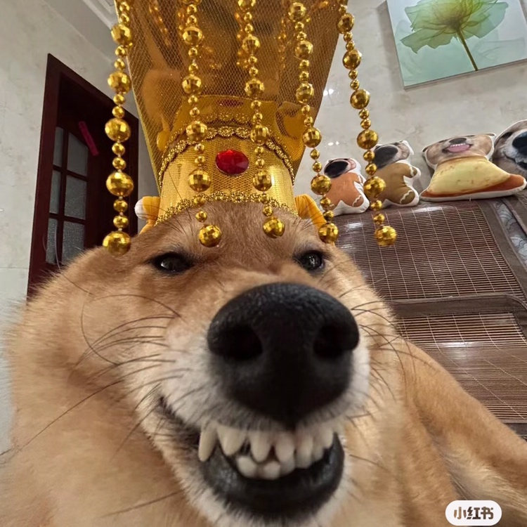 oi！阿德萊德拼室友呢！讓我看看是誰來！