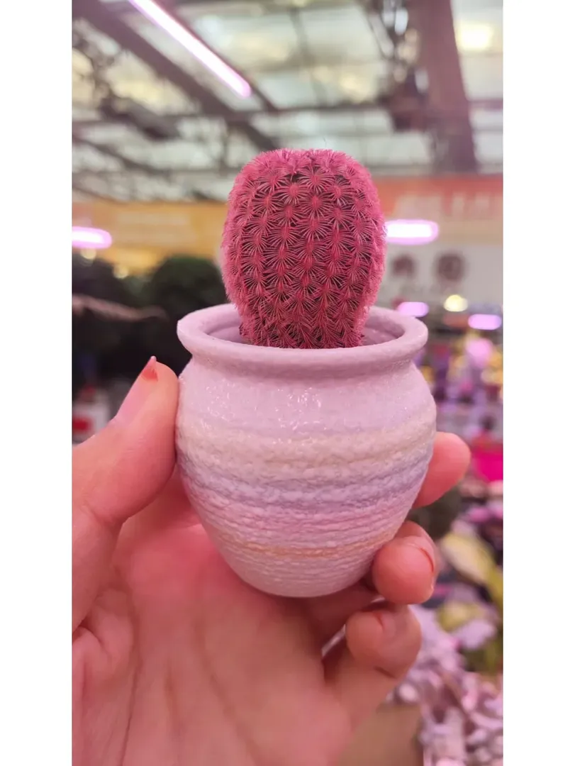 人在謝菲，逛逛花店，選哪個比較好養～
