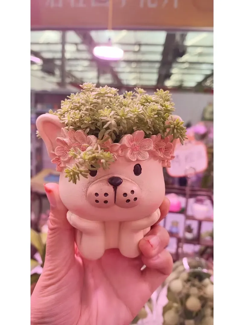 人在謝菲，逛逛花店，選哪個比較好養～