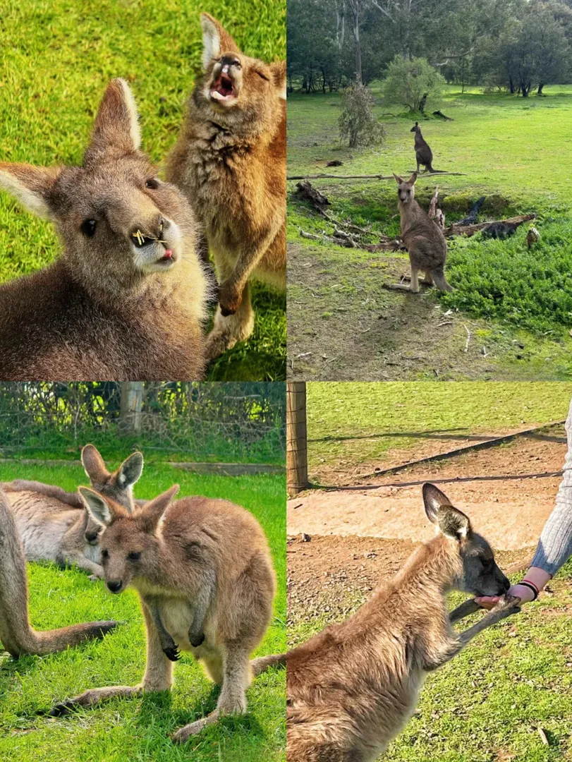 來墨爾本🇦🇺看袋鼠🦘啦