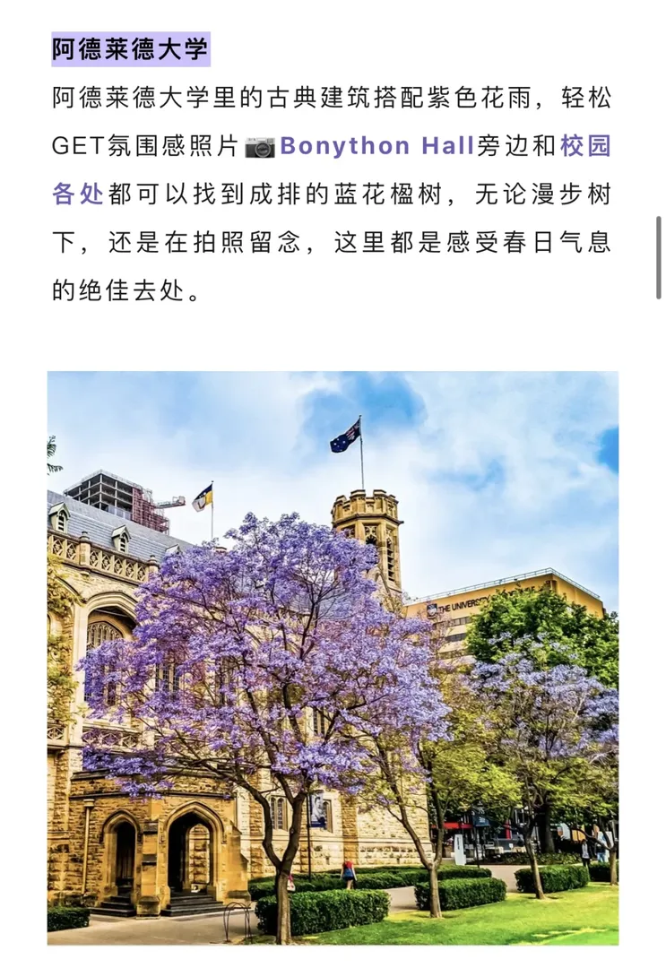 Adelaide藍花楹打卡點推薦哦！