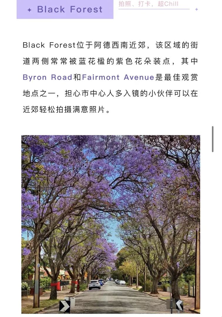 Adelaide藍花楹打卡點推薦哦！