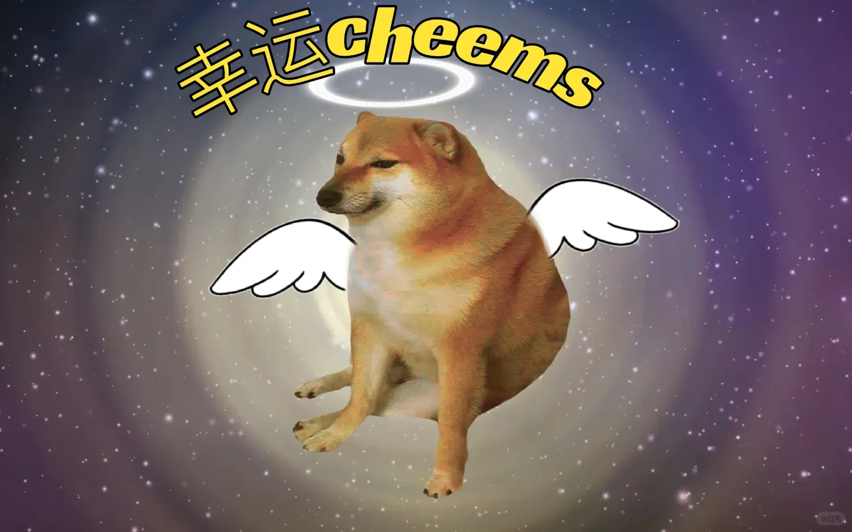 幸運Cheems㊗️每個人都拿到心儀的offer