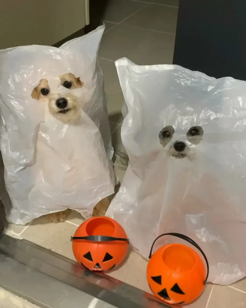 不給糖就搗蛋👻 
