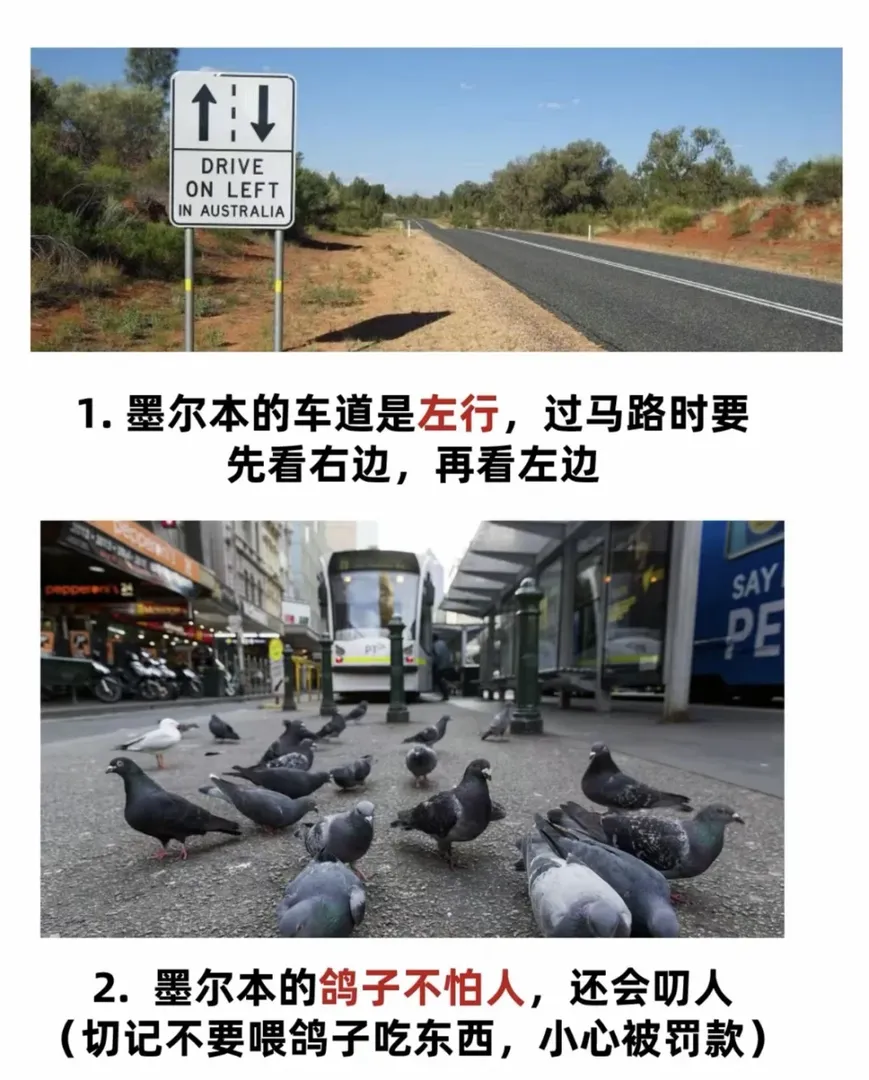 墨爾本留子速看❗️這些冷知識一定知道❗️