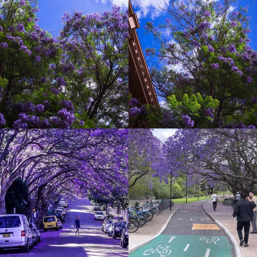 墨爾本｜藍花楹的花語是「掛科」？❗️