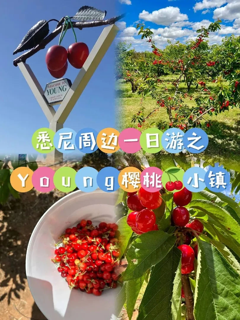 雪梨Young櫻桃🍒園一日游 累趴！！